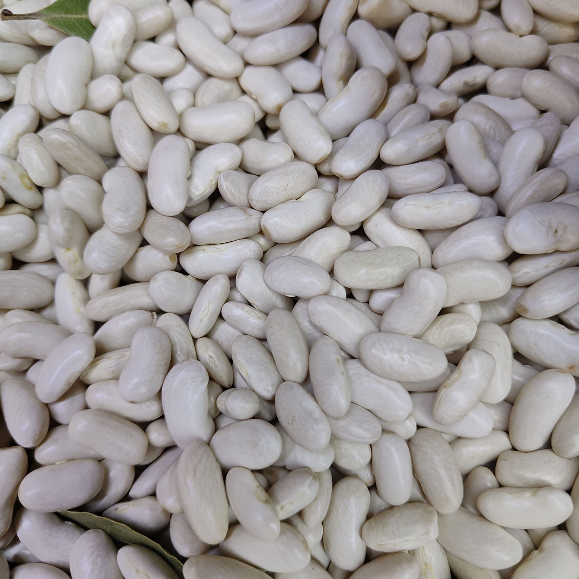 MANYAS KAZAK KURU FASULYESİ